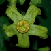 Gonolobus chloranthus - Photo (c) Pablo Carrillo-Reyes, osa oikeuksista pidätetään (CC BY-NC), lähettänyt Pablo Carrillo-Reyes