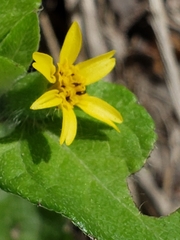 Calyptocarpus vialis