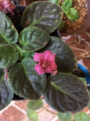 Streptocarpus ionanthus