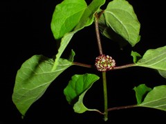 Marsdenia astephanoides