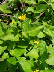 Calyptocarpus vialis