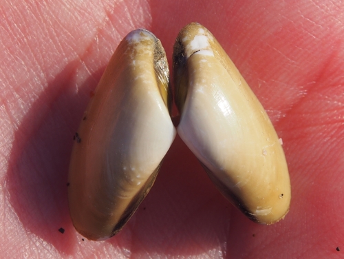 Donax californicus