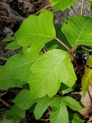 Toxicodendron radicans