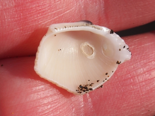 Lunarca brevifrons