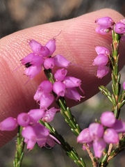 Erica nutans