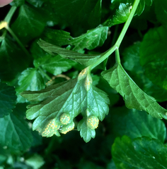 Puccinia smyrnii