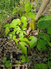 Toxicodendron radicans