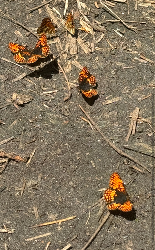 iNaturalist observation photo of Patches and Allies