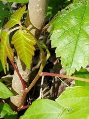 Toxicodendron radicans