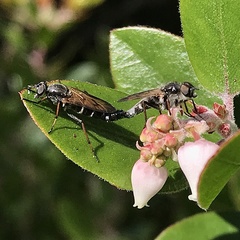 Ozodiceromyia nigrimana