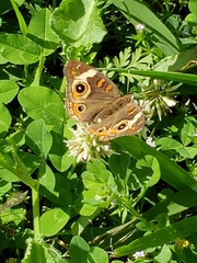 Junonia coenia