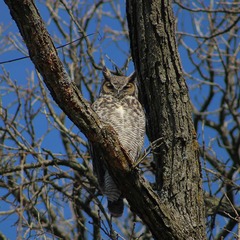 Bubo virginianus virginianus