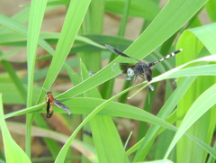 Erythrodiplax attenuata