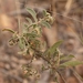 Acacia humifusa