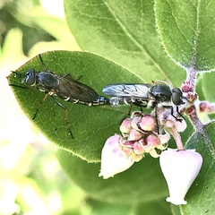 Ozodiceromyia nigrimana