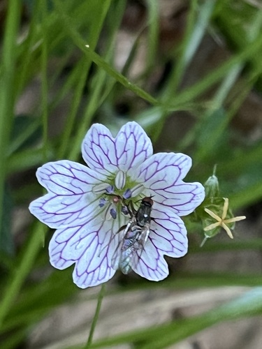 Pencilled Crane's-bill