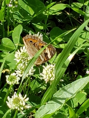 Junonia coenia