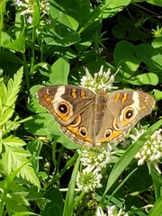 Junonia coenia