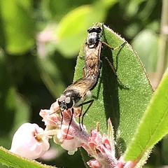 Ozodiceromyia nigrimana