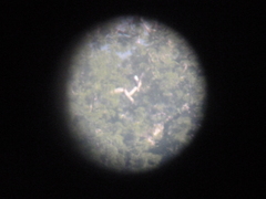 Pseudastur albicollis