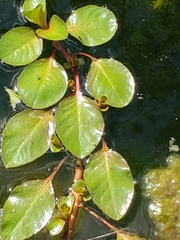 Ludwigia peploides