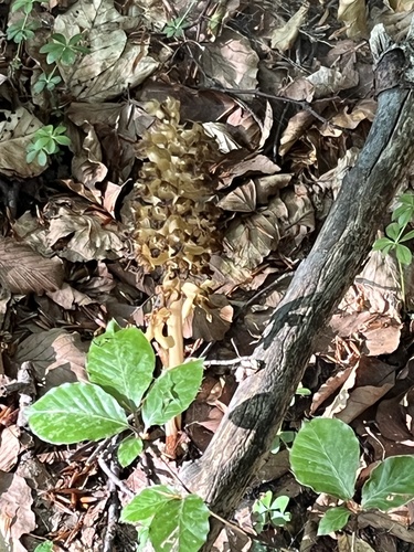 bird's-nest orchid