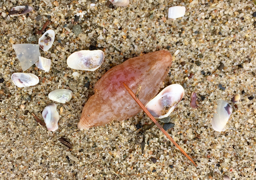 Caudina arenicola