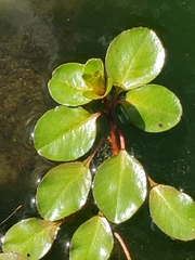 Ludwigia peploides