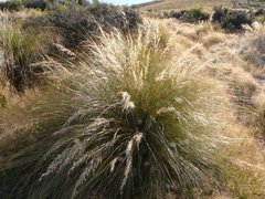Chionochloa rigida rigida