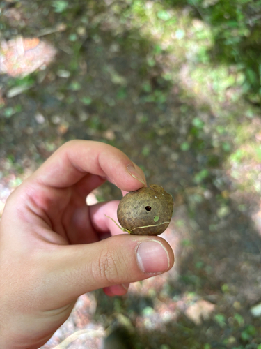 Speckled Gall Wasp photo 6