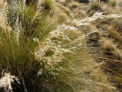 Chionochloa rigida rigida