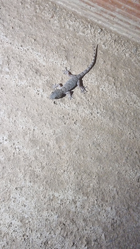 Moorish Gecko
