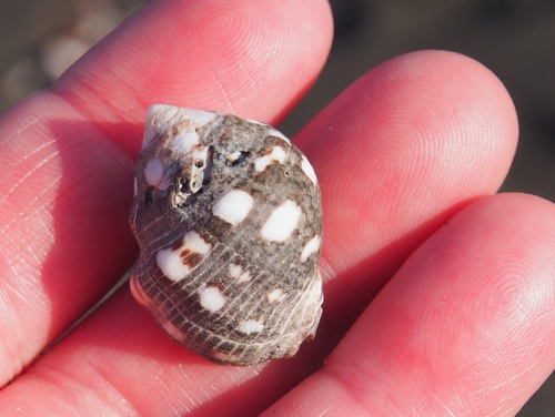 Acanthais brevidentata