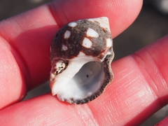 Acanthais brevidentata