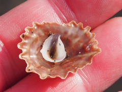 Crucibulum scutellatum