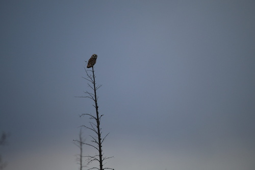 Short-eared Owl