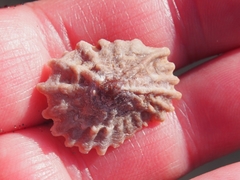 Crucibulum scutellatum