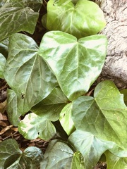 Hedera algeriensis