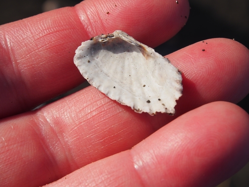Carditamera radiata