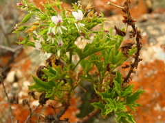 Pelargonium citronellum
