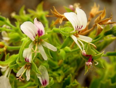 Pelargonium citronellum