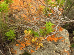Pelargonium citronellum