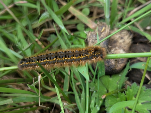 Drinker Moth
