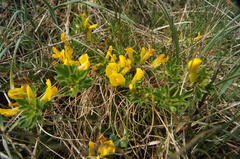 Chamaecytisus ratisbonensis