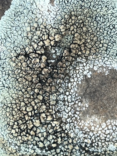 Stonewall Rim Lichen