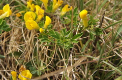 Chamaecytisus ratisbonensis