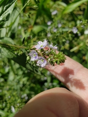 Veronica anagallis-aquatica