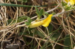 Chamaecytisus ratisbonensis
