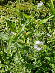 Veronica anagallis-aquatica