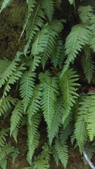 Polypodium glycyrrhiza